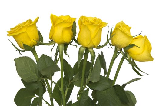 Five beautiful yellow roses on a white background