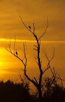 Sunset and silhouette of the birds on tree