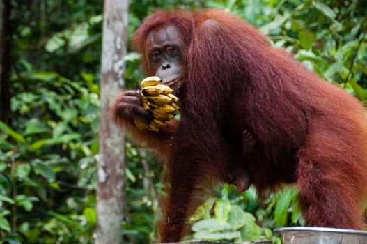 Orang Utan eating Bananas in national park Tanjung Puting Kalimantan Borneo Indonesia