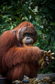 Orang Utan alpha male with bananas in Kalimantan Tanjung Puting national park Borneo Indonesia