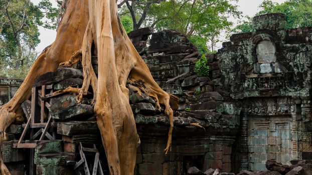 A tree wins the fight against ancient architecture temple in Angkor Wat Th-Phrom