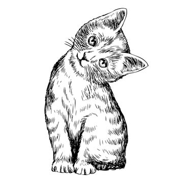 freehand sketch illustration of cat, kitten doodle hand drawn