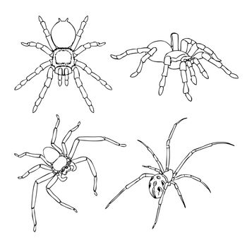 freehand sketch illustration, set of spider outline, doodle hand drawn