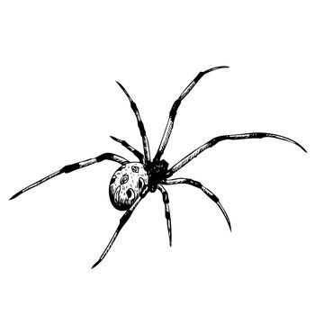 freehand sketch illustration of spider, doodle hand drawn