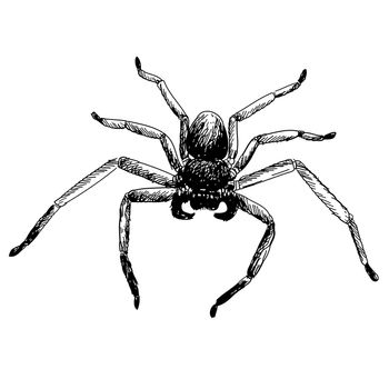 freehand sketch illustration of spider, doodle hand drawn