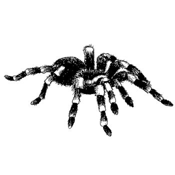 freehand sketch illustration of spider, doodle hand drawn