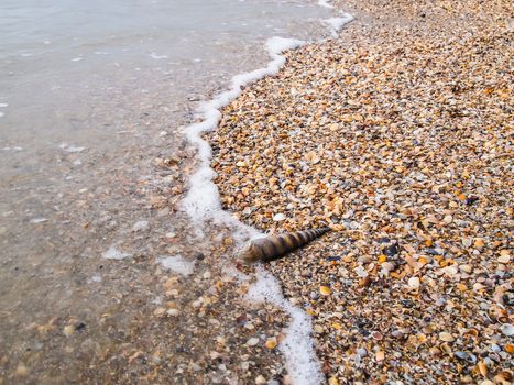 wave and many seashells on the beach