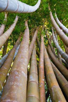 Green bent Bamboo trees in Mandalay Myanmar Burma