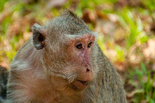 Face of grey monkey macaque at angkor wat