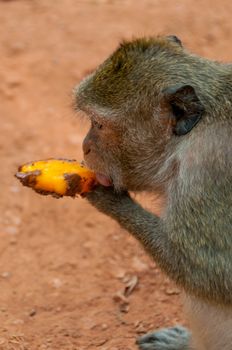 Monkey eating ice cream at Angkor Wat