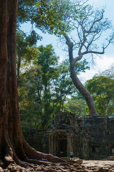 Part of tree in fron of temple Ta Prohm Angkor Wat