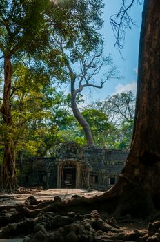Part of tree in fron of temple Ta Prohm Angkor Wat