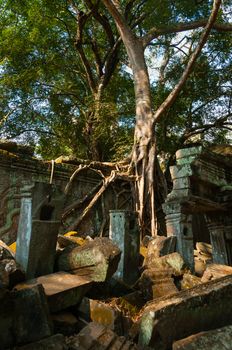 Tree on a wall at Ta Prohm temple Angkor Wat