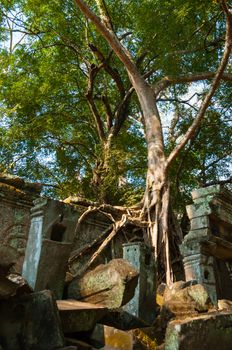 Tree on a wall at Ta Prohm temple Angkor Wat