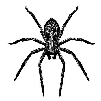 freehand sketch illustration of spider, doodle hand drawn