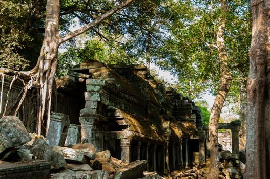 Tree on a wall at Ta Prohm temple Angkor Wat