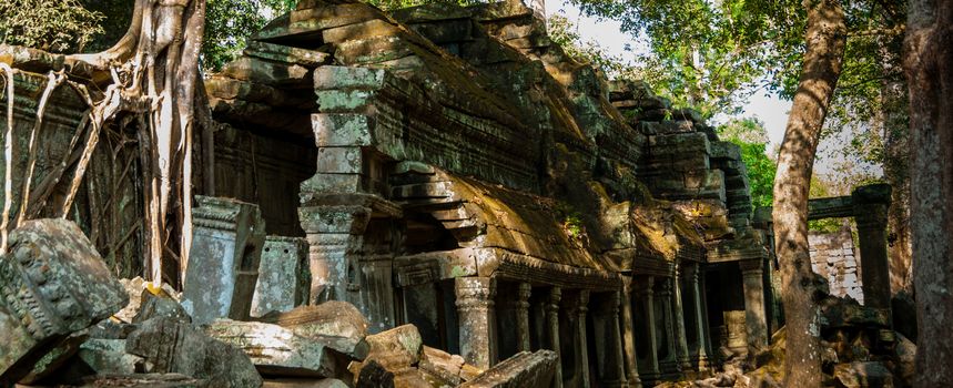 Tree on a wall at Ta Prohm temple Angkor Wat