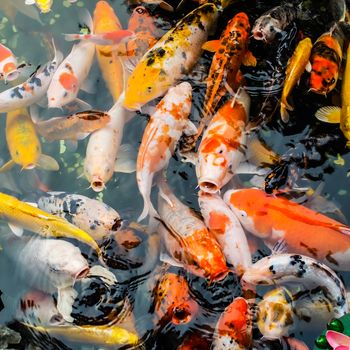 colorful carp fish in the garden pond