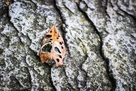 rotten leaf fall on the  stone texture background, look like a mask