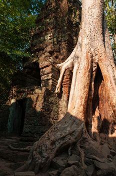 Tree on a wall at Ta Prohm temple Angkor Wat