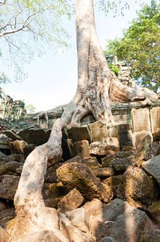 Tree on a wall at Ta Prohm temple Angkor Wat