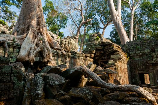 Tree on a wall at Ta Prohm temple Angkor Wat