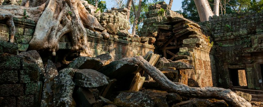 Tree on a wall at Ta Prohm temple Angkor Wat