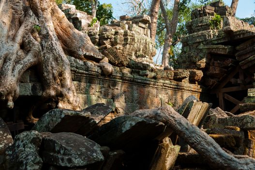 Tree on a wall at Ta Prohm temple Angkor Wat