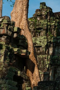 Tree on a wall at Ta Prohm temple Angkor Wat