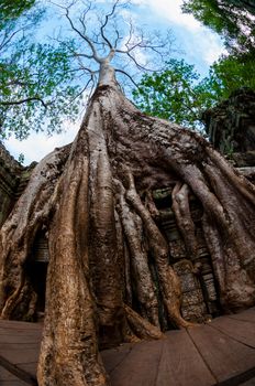 Tree from below fish eye Ta Prohm Angkor Wat