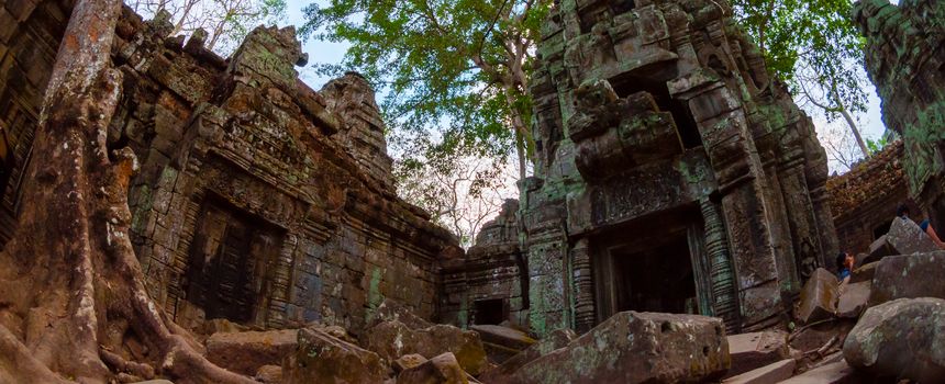 Tree and temple from below Ta Prohm Angkor Wat