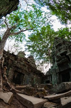 Tree and temple from below Ta Prohm Angkor Wat