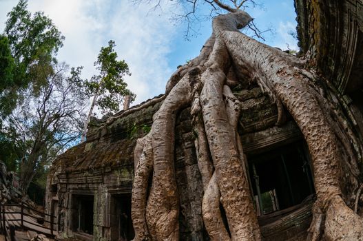 Tree from below fish eye Ta Prohm Angkor Wat