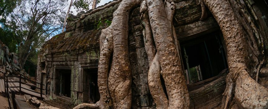 Tree from below fish eye Ta Prohm Angkor Wat