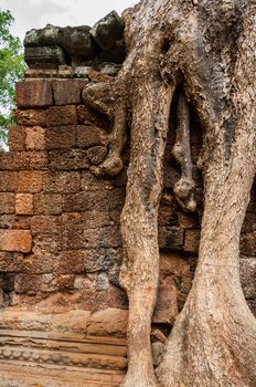 Roots sitting on stone wall Ta Prohm Angkor Wat