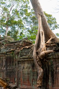 A Tree sitting on stone wall at Angkor Wat Cambodia