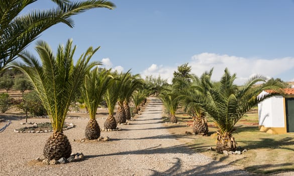 row from palmtrees in Alentejo garden in Portugal