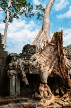 A Tree sitting on stone wall at Angkor Wat Cambodia