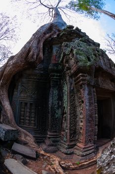 Tree with roots sitting on stone temple Ta Prohm Angkor Wat