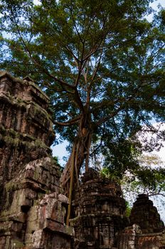 Tree on stone temple Ta Prohm Angkor Wat