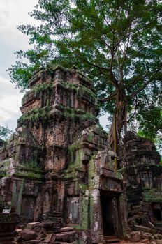 Tree on stone temple Ta Prohm Angkor Wat