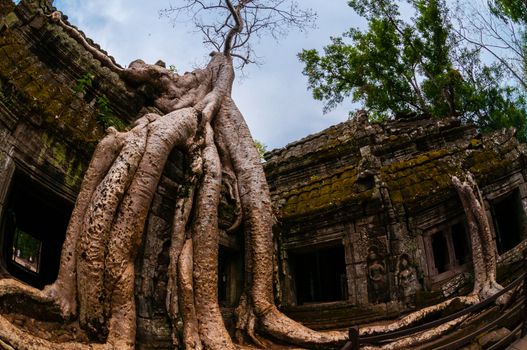 Tree with roots sitting on stone temple Ta Prohm Angkor Wat