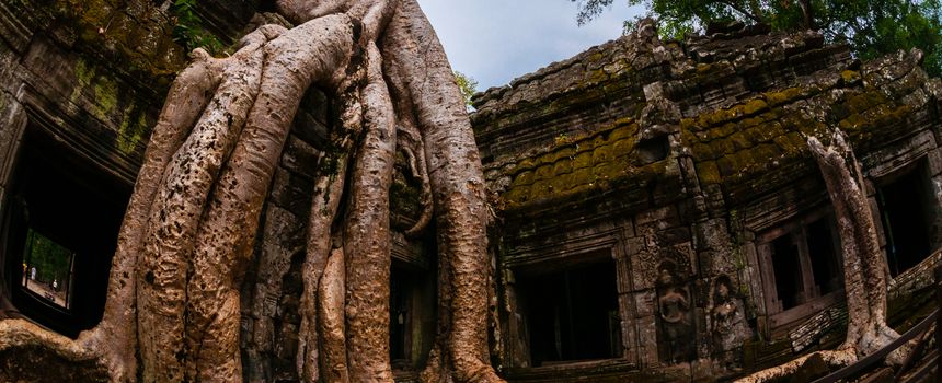 Tree with roots sitting on stone temple Ta Prohm Angkor Wat