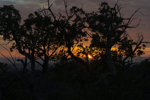 sunset in portugal nature troiugh the dark trees