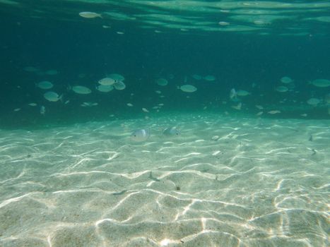 Shots of the beautiful underwater world of Sardinia