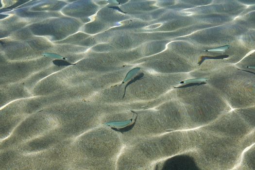 Shots of the beautiful underwater world of Sardinia