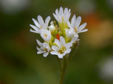 Forest  flowers