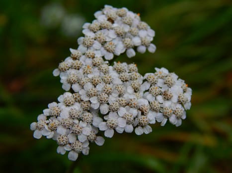 Forest flowers