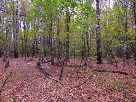 birch grove in autumn