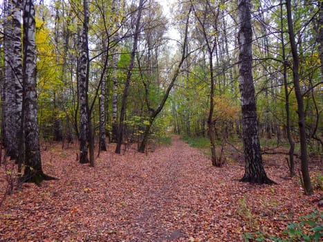 birch grove in autumn